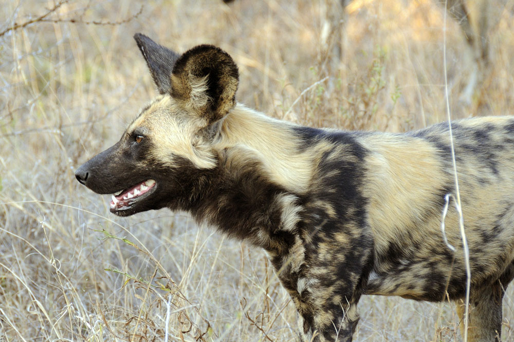 Wild dog