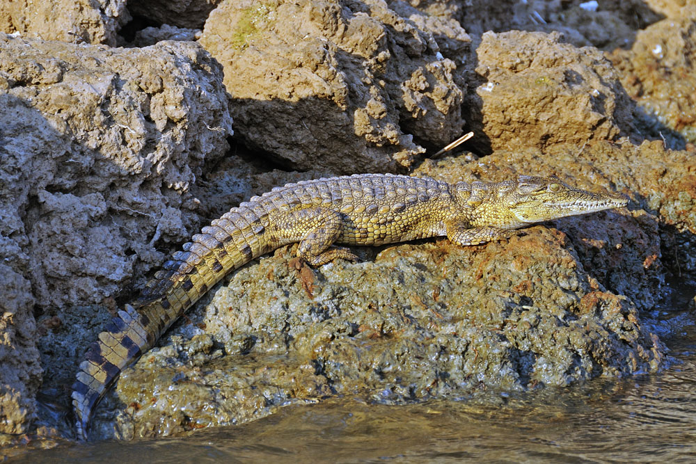 Crocodile by Zambezi River