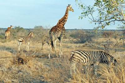 Giraffe and Zebra