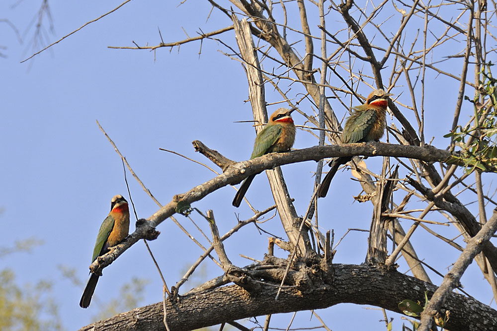 White-fronted bee-eater
