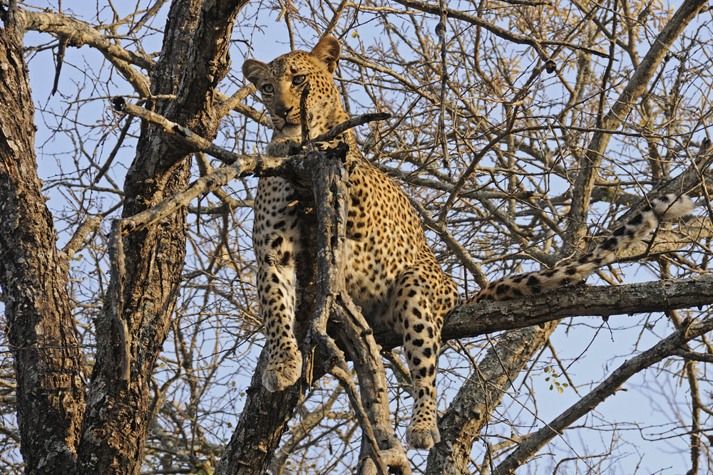 Leopard in tree