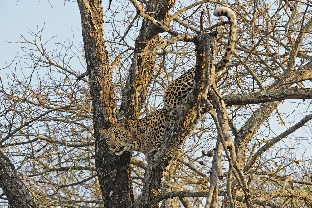 Leopard in tree