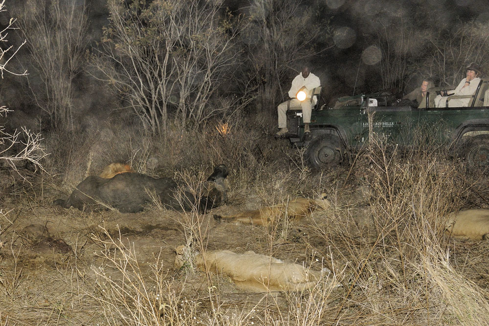Lions sleeping around killed buffalo at night