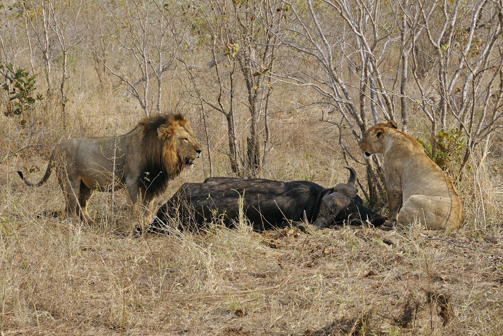 Lions at killed buffalo