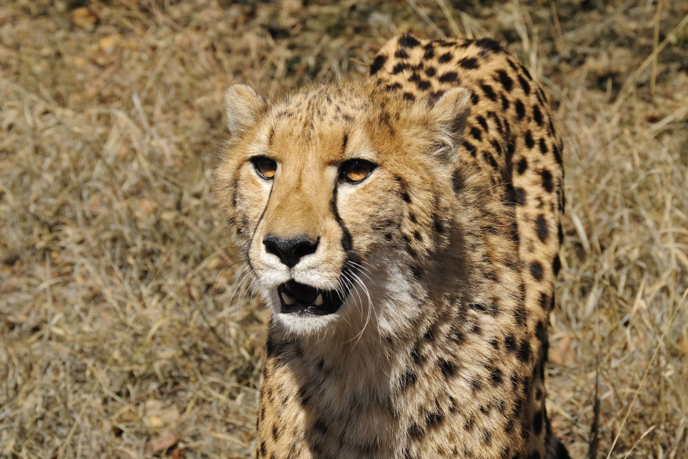 At De Wildt Cheetah Sanctuary