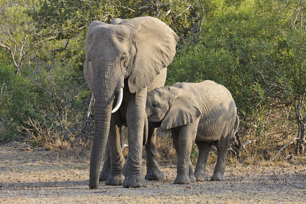Mother and baby elephant