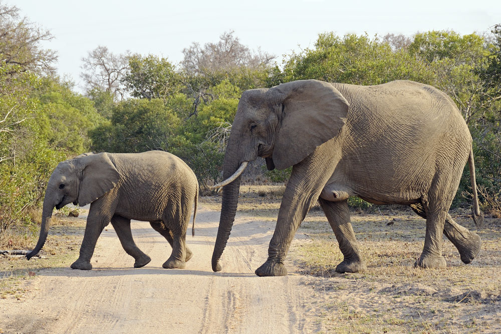 Mother and baby elephant