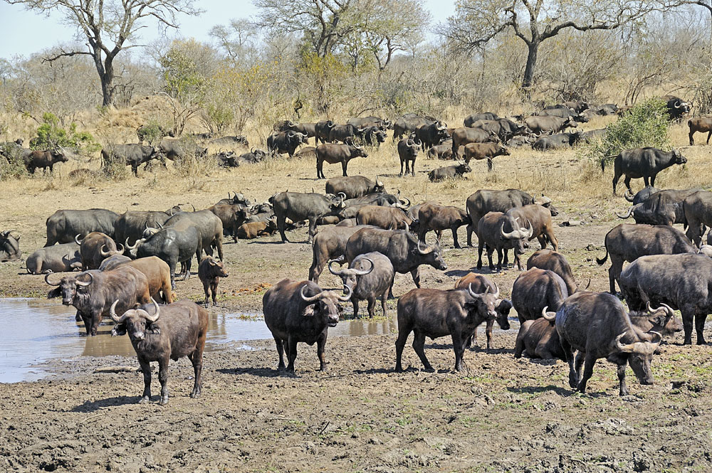 Buffalo in Kruger National Park