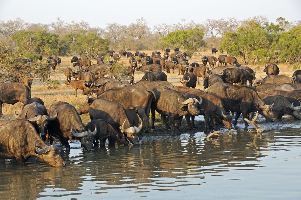 Buffalo at watering hole
