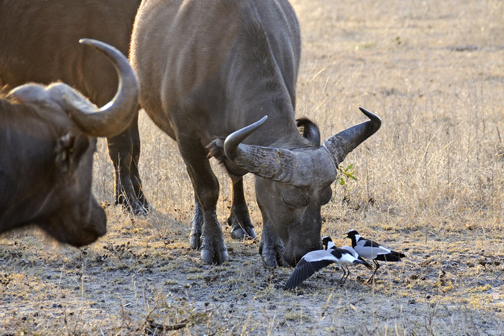 Plovers defend their eggs against buffalo