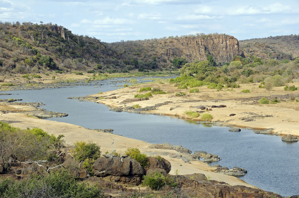 Kruger National Park, hippos on river bank