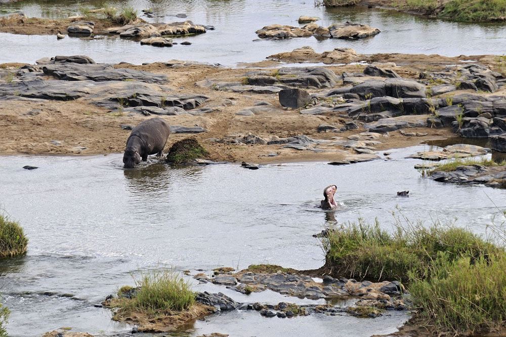 Hippos, one seen yawning