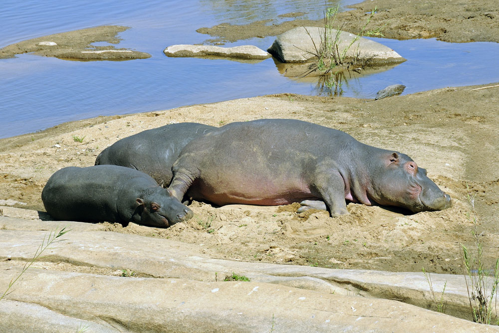 Hippos, with crocodile resting behind
