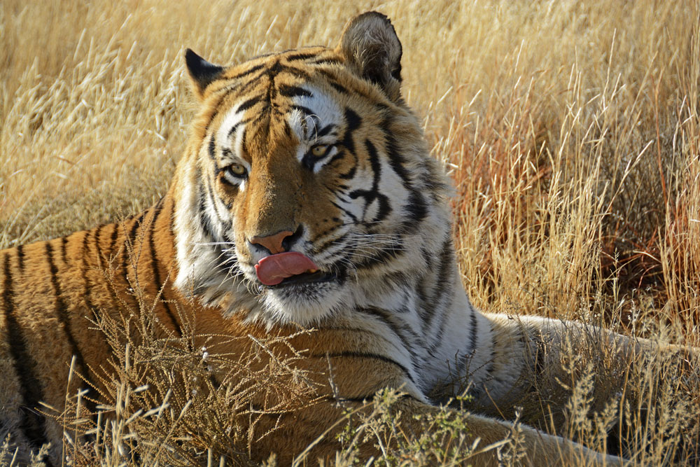 Visitors are driven through the reserve in a vehicle that is like a cage