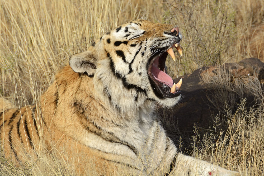 The vehicle gets close to the tigers and they usually pay no attention to  it