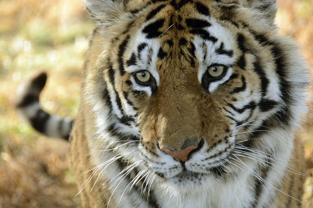 These are amazingly beautiful animals