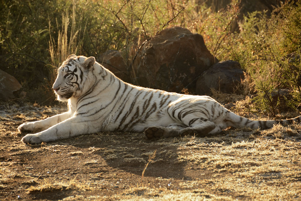 One of the tigers is white