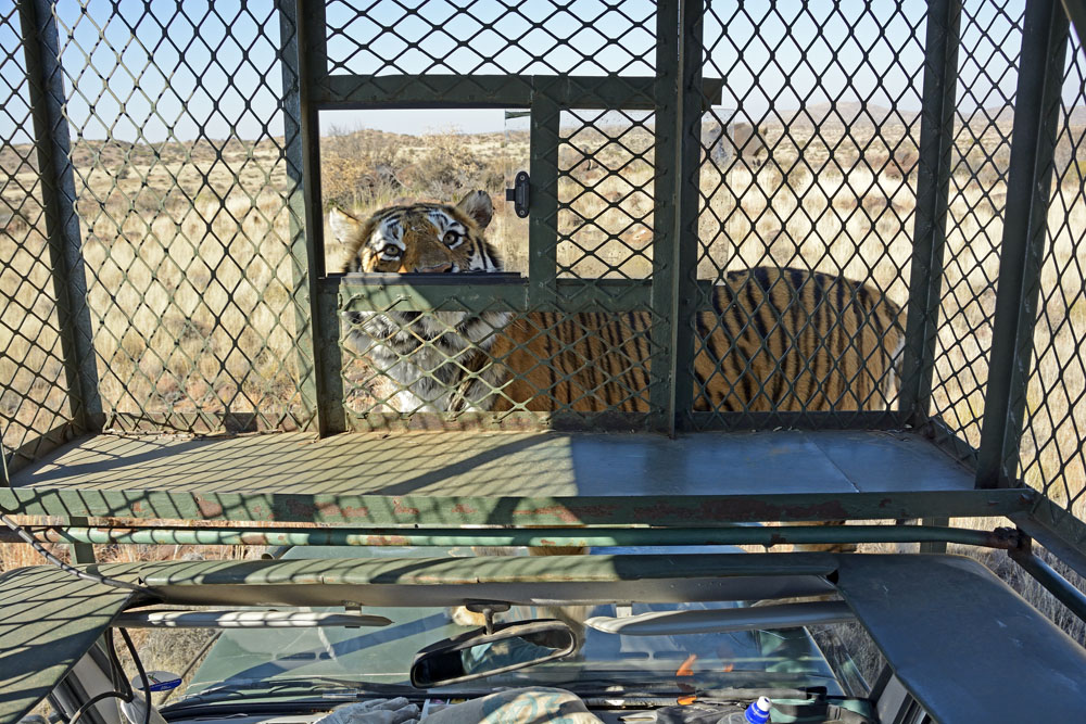 Tiger standing up on the hood (bonnet) of the vehicle