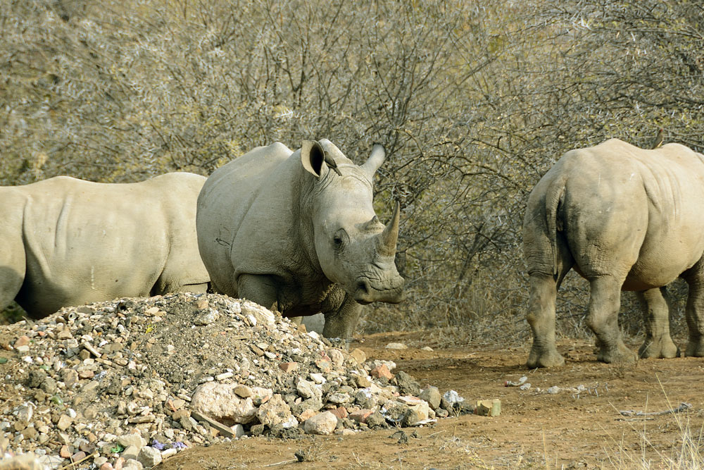 Rhinos