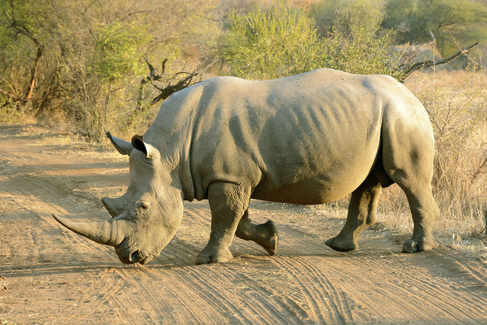 Rhino