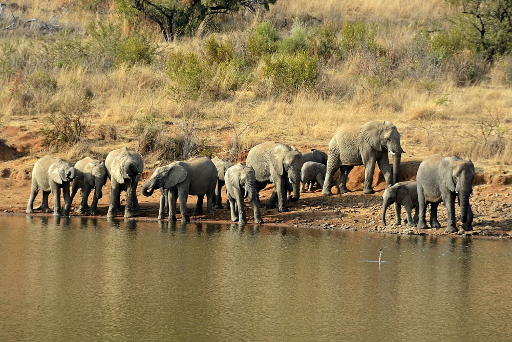 Elephants at water hole