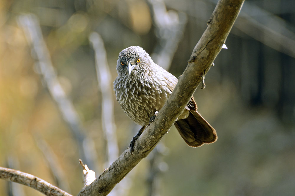 Arrow-Marked Babbler