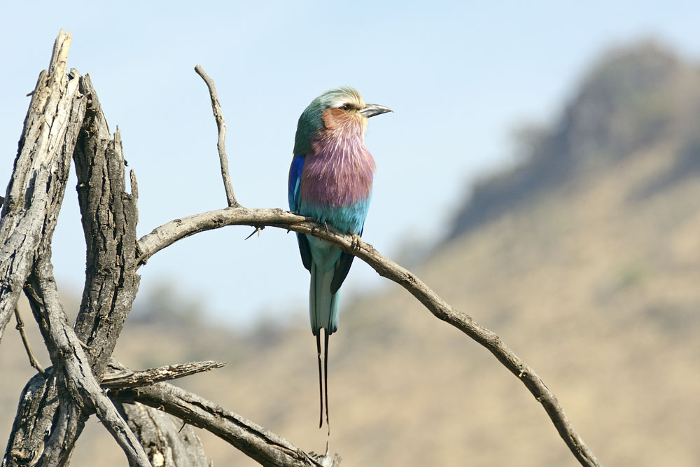 Lilac Breasted Roller