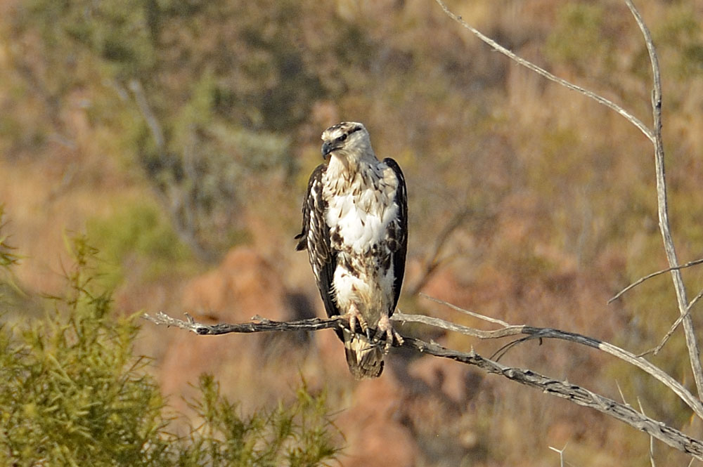 Snake Eagle