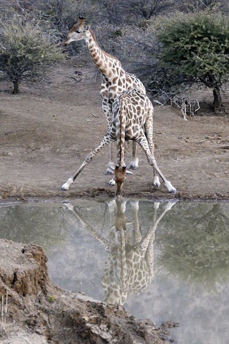 Giraffe