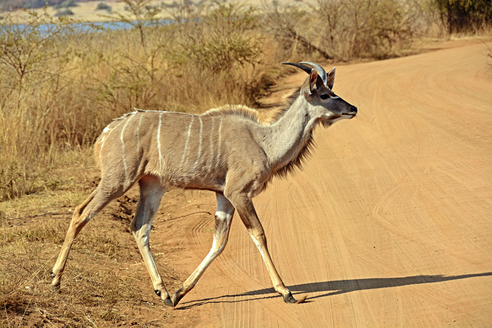 Kudu