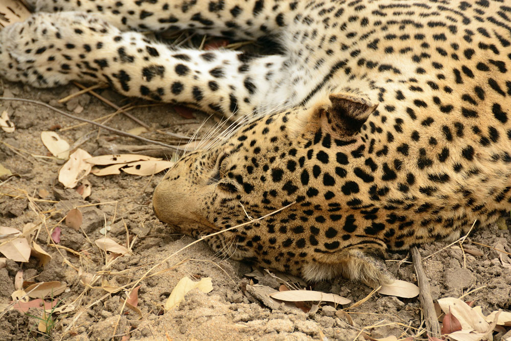 Leopard sleeping