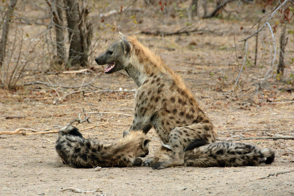 Hyenas