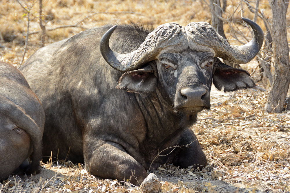 Cape buffalo