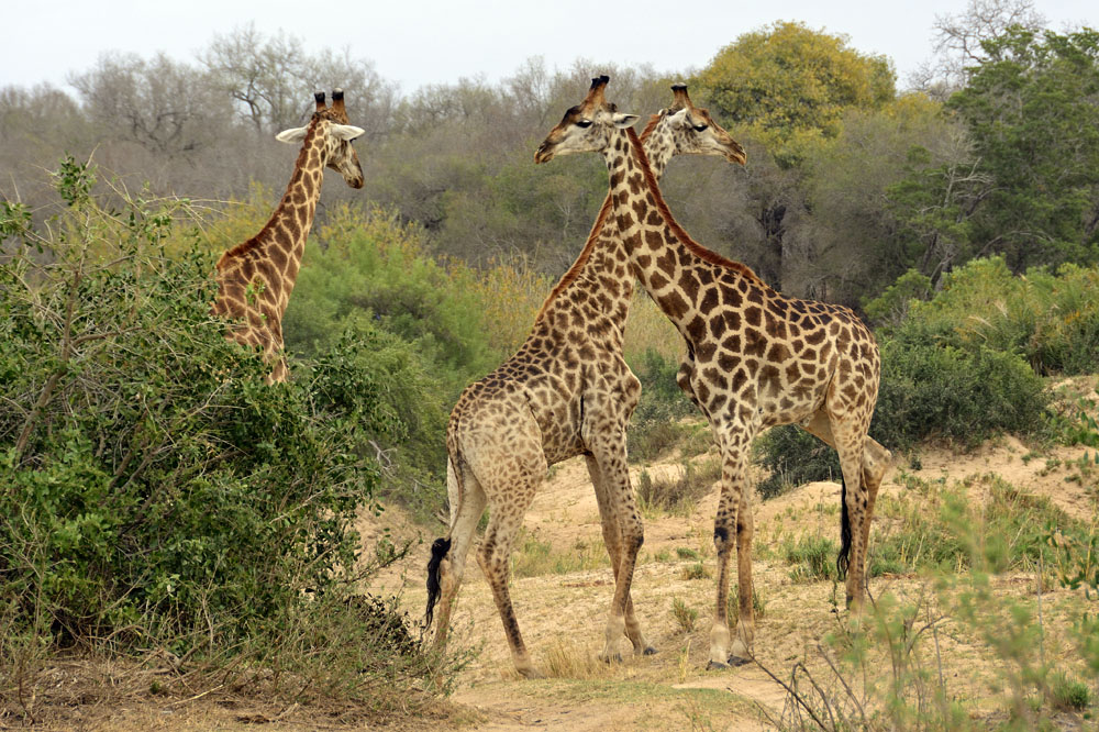 Giraffes