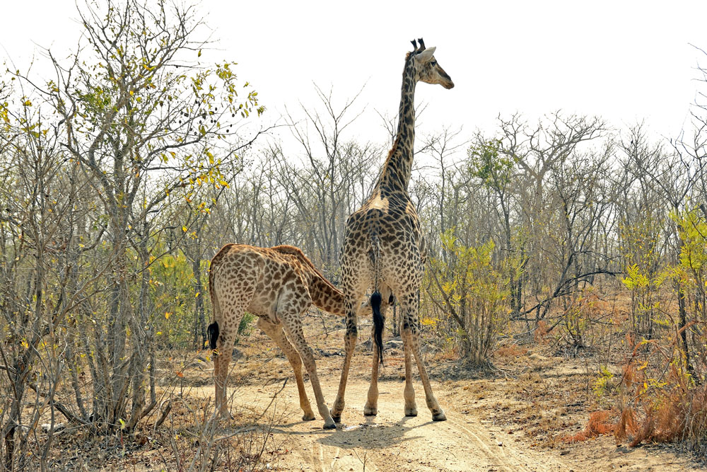 Mother and baby giraffe