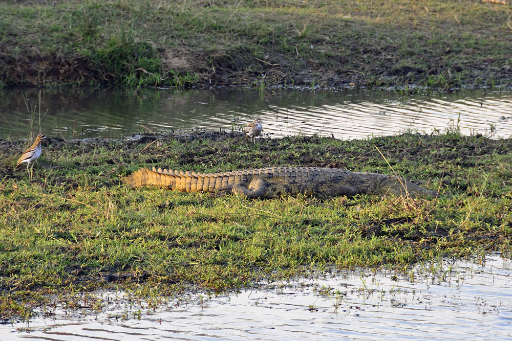 Crocodile and birds