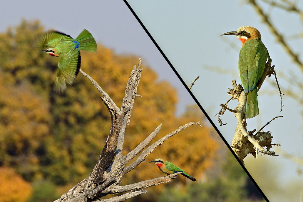 Bee-eaters