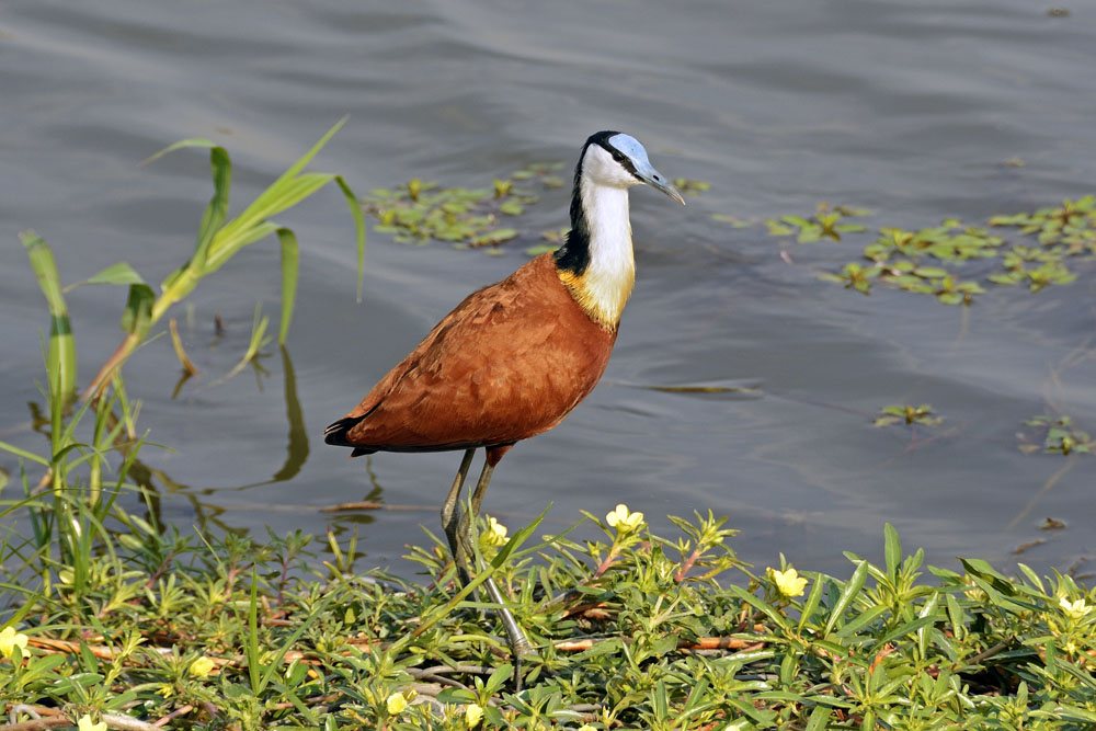 Jacana