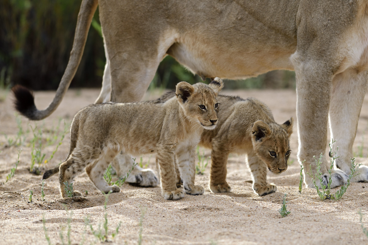 Lion Cubs