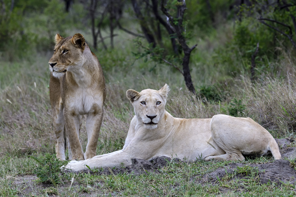 White and Tawny Lionesses