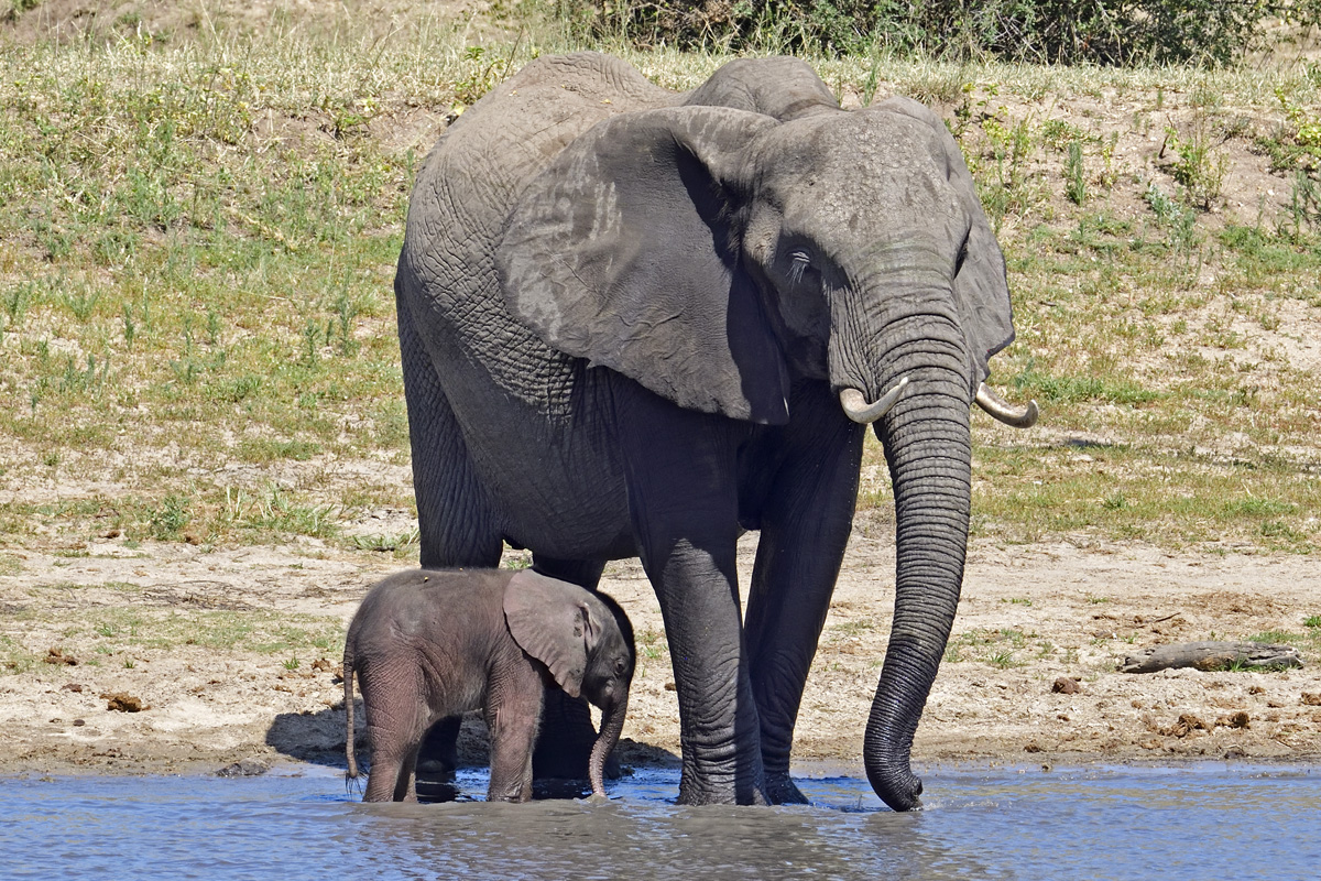 Elephant with three day old baby