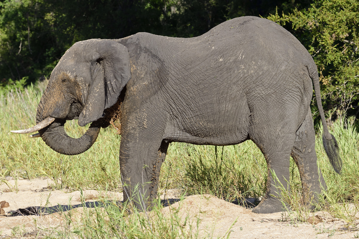 Elephant splashing muddy water