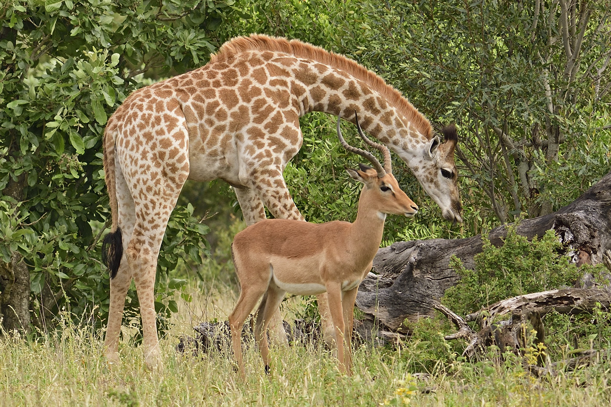 Giraffe and Impala