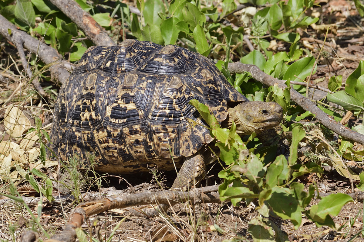 Leopard Tortoise