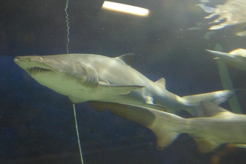 Shark in Aquarium