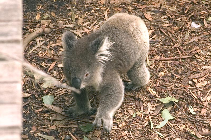 Koala at Healesville Sanctuary