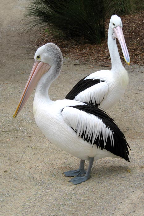 Birds at Healesville Sanctuary