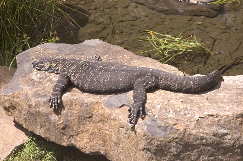 Lizard at Healesville Sanctuary