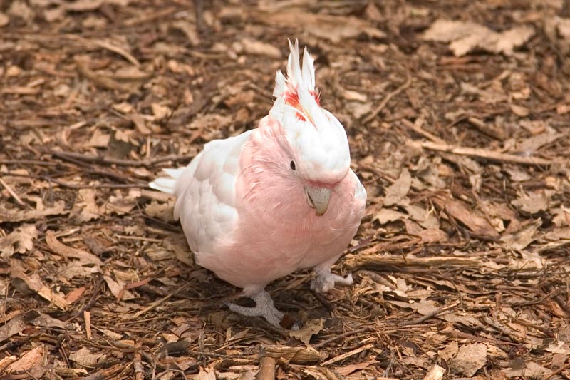 Bird at Healesville Sanctuary