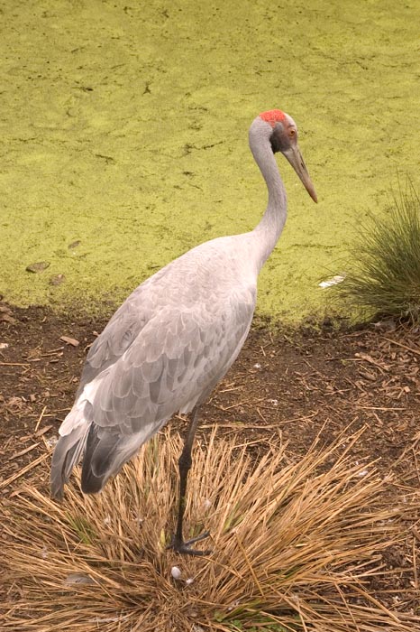 Bird at Healesville Sanctuary